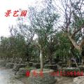 小叶紫薇