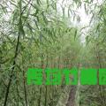 竹柳