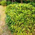 非洲茉莉