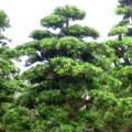 日本罗汉松