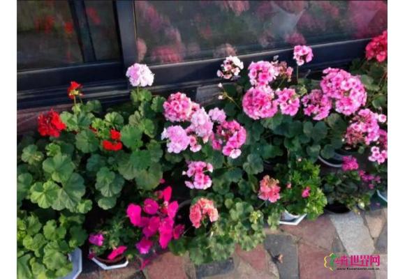 园艺类花种畅销季 草本花卉与多肉植物最热门