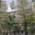 锦叶榄仁