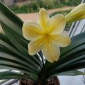 沈阳黄花君子兰