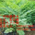 兰花楹