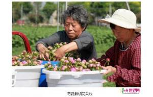 河南：许昌芍药鲜切花畅销 供不应求