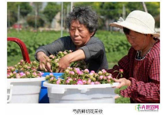 河南：许昌芍药鲜切花畅销 供不应求