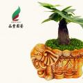 小森林