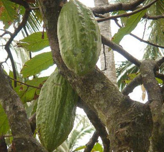 “世界零食之王”巧克力——可可在湛江的种植