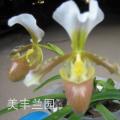 拖鞋兰/兜兰[广东小姐]