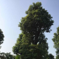 香樟
