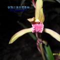 蕙兰