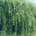 嫁接金丝垂柳