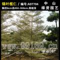 锦叶榄仁