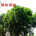 大树菠萝