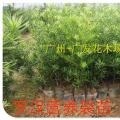 罗汉松
