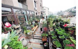 浏阳花房姑娘：阳台变花园 已入住200多种花草