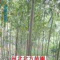 速生柳