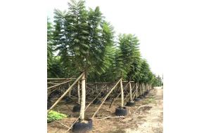 广东苗汇花木专业合作社理事单位