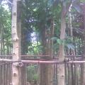 白玉兰