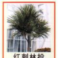 红刺林投(多头)