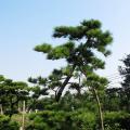 黑松
