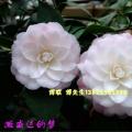 撒威达的梦茶花