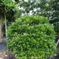 非洲茉莉