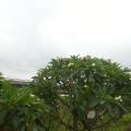 黄花鸡蛋花