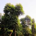 多宝树