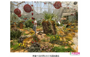昆明：“兜兰科普体验馆”珍奇名兰争奇斗艳