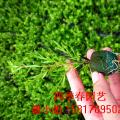黄金香柳