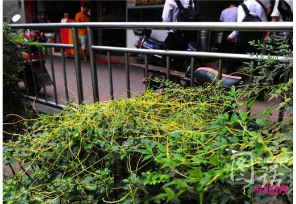 菟丝子——植物吸血鬼入侵成都