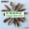 枫杨