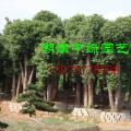 多头香樟