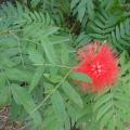 美蕊花/红绣球