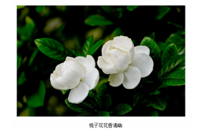 栀子花已进入盛花期 南京满城飘香