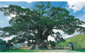 千年“樟树王”的前世今生