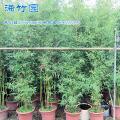 银丝竹