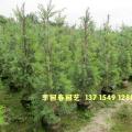 多花红千层