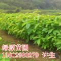大叶紫薇