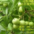 纸皮核桃苗