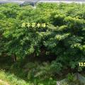 美人树