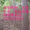 楸树