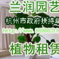 布迪椰子