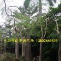 象牙树