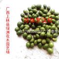 珍珠罗汉松