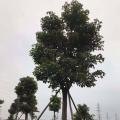 秋枫