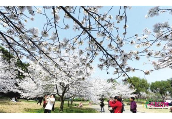 江苏：太湖湿地公园迎来最美花季