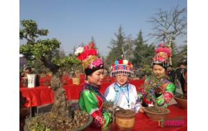 云南巍山盆景艺术展开幕 400盆优秀盆景华丽登场 云南巍山盆景艺术展开幕 400盆优秀盆景华丽登场