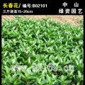 长春花